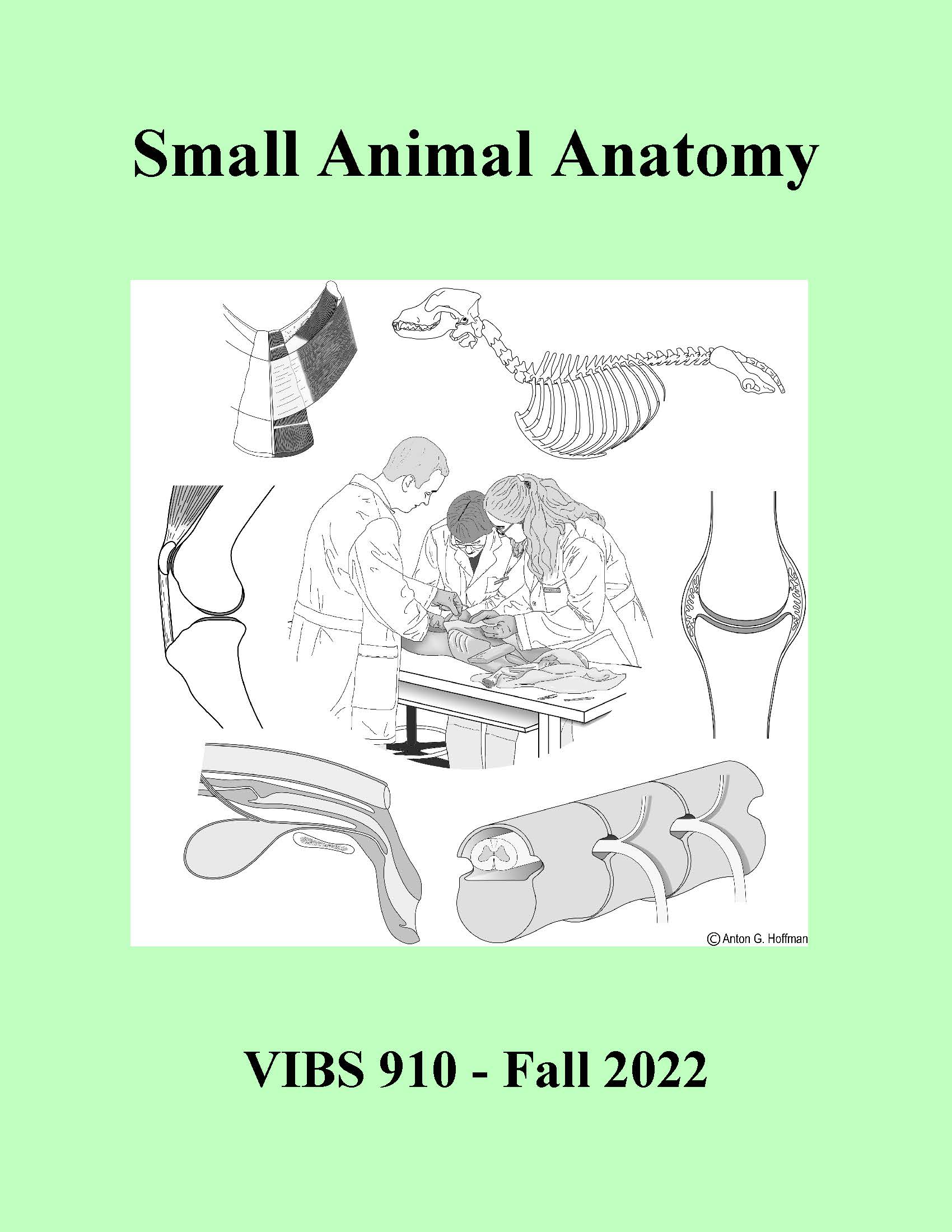 VIBS 910 - Small Animal Anatomy - Class Notes